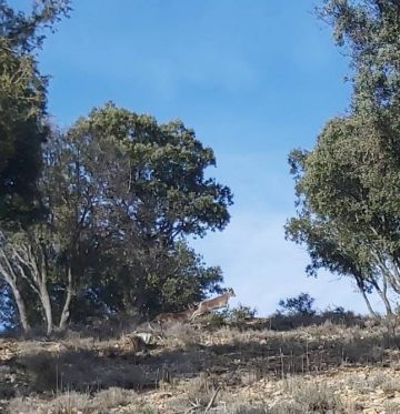 Por los montes de Buenafuente