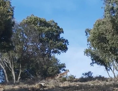 Por los montes de Buenafuente