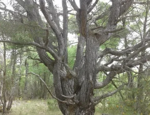 ramas del mismo arbol