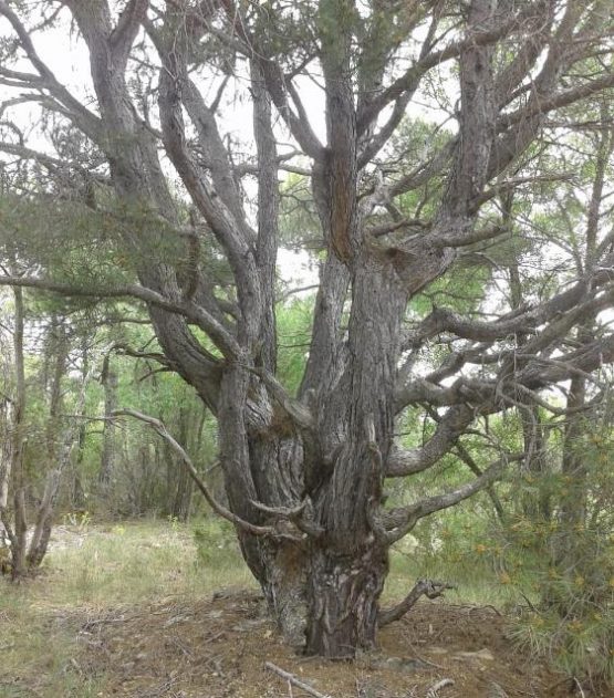 ramas del mismo arbol