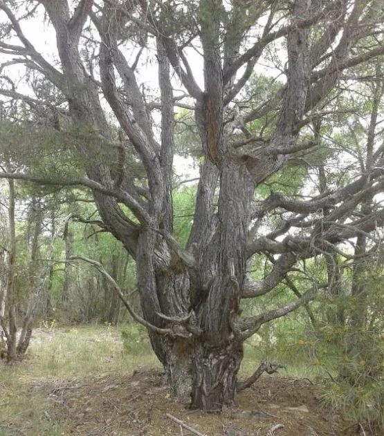 ramas del mismo arbol