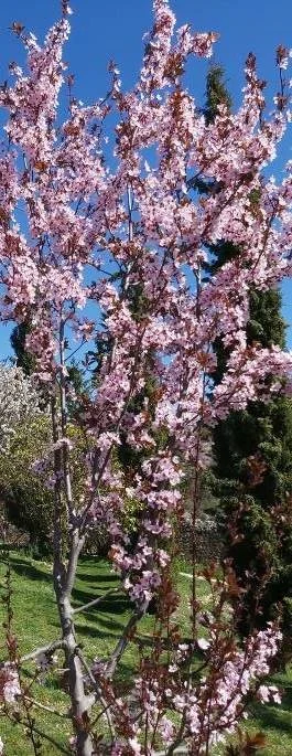 Cerezo en flor Buenafuente