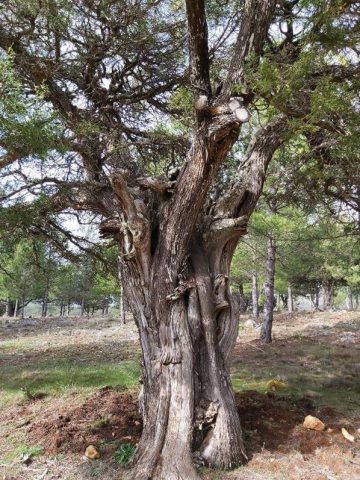 Tronco de sabina Buenafuente
