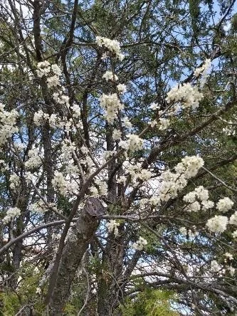 Árbol en flor Buenafuente