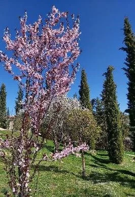 Icono Martes Pascua 13 4 2020