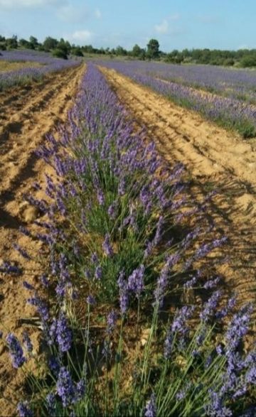 SURCO DE LAVANDA 23 4 2020