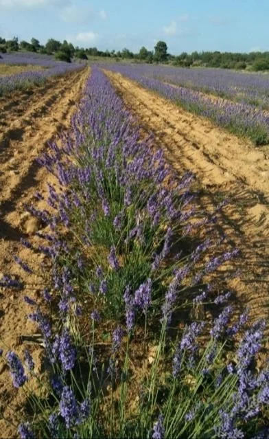 SURCO DE LAVANDA 23 4 2020