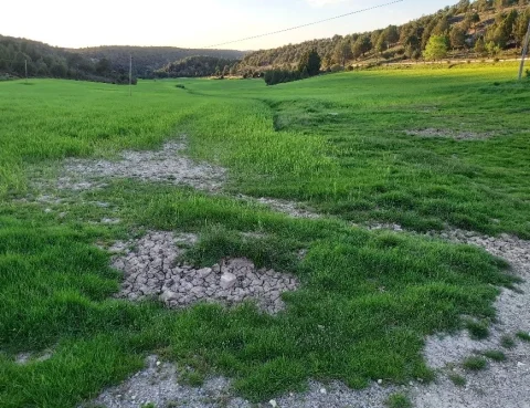 Campos de Buenafuente en primavera 15 5 2020