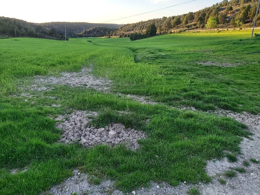 Campos de Buenafuente en primavera 15 5 2020