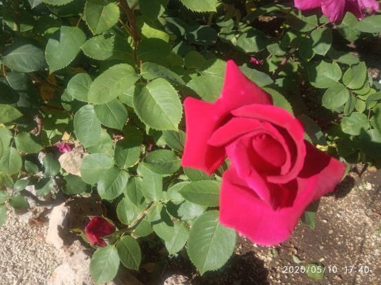 DON SABIDURÍA 25 5 2020