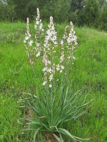 Despedidas de Jesús 22 5 2020