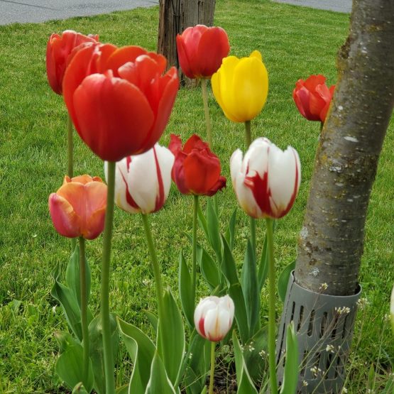 Don Consejo 27 5 2020