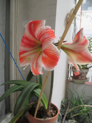 Don Entendimiento 26 5 2020