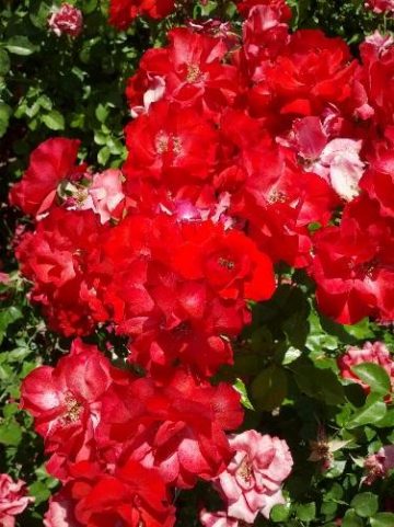 Don temor de Dios 31 5 2020