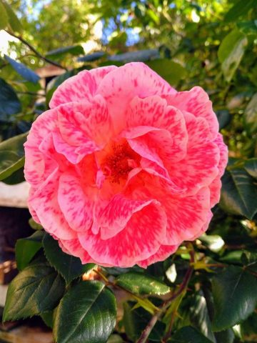 Por qué a mí y no al mundo 12 5 2020