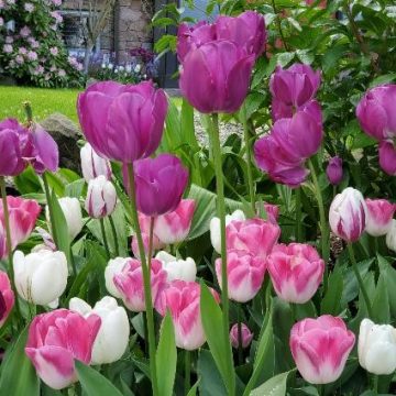 Promesa del Resucitado 8 5 2020