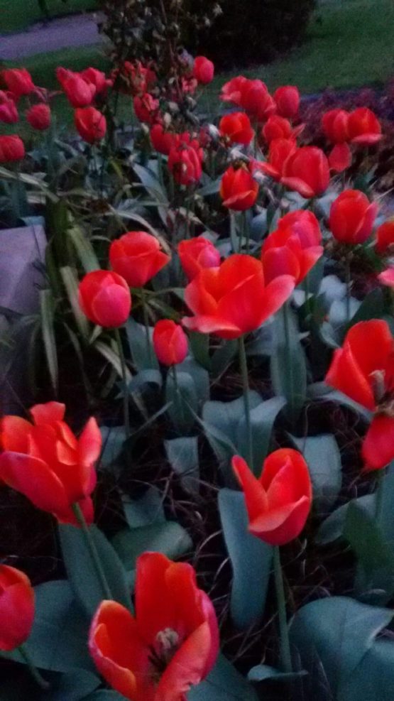 Un don Ciencia 28 5 2020 scaled scaled