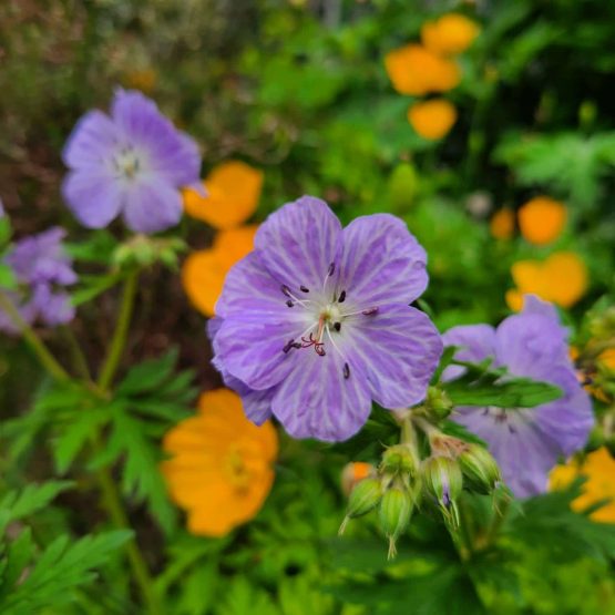 XIII Domingo Tiempo Ordinario 28 6 2020