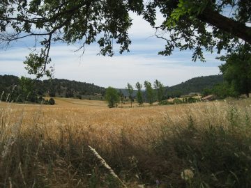 XVI Domingo del Tiempo Ordinario 19 7 2020