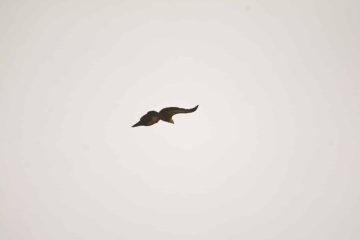 En horas dificiles 23 1 2021