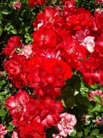 Pentecostes 23 5 2021