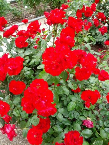 Semana del Cenaculo Don de Ciencia 19 5 2021 scaled scaled