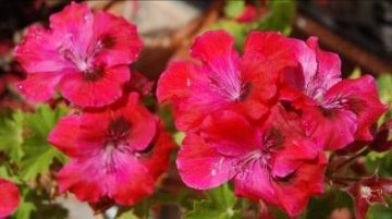 Semana del Cenaculo Don de Fortaleza 21 5 2021