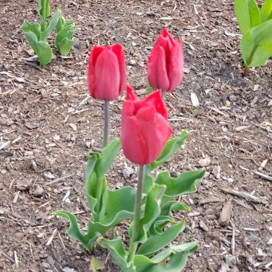 Semana del Cenaculo Don de Temor de Dios 22 5 2021