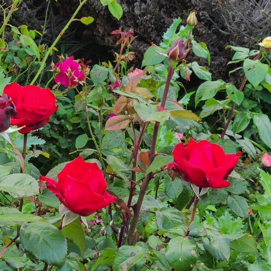 Semana del Cenaculo don de Sabiduria 16 5 2021 scaled