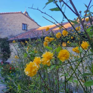 Flores y Capilla
