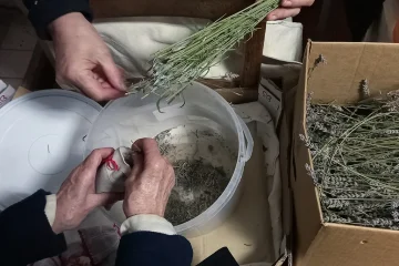 Desmenuzando espliego seco para embolsarlo
