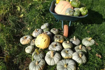 La cosecha de las calabazas