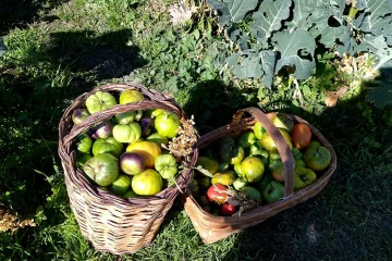 Huerta 6