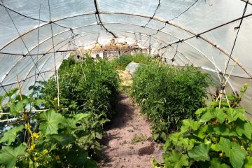 El invernadero con calabacines y detrás las tomateras