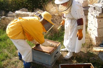Un día de apicultura, el maravilloso mundo de las abejas