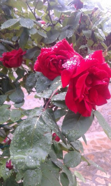 III Miercoles Adviento15 12 2021 scaled