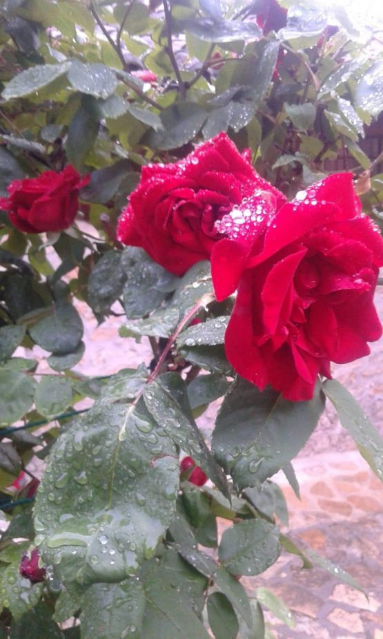 III Miercoles Adviento15 12 2021 scaled