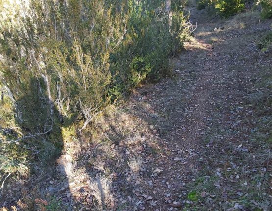 Acompanamiento 18 1 2022