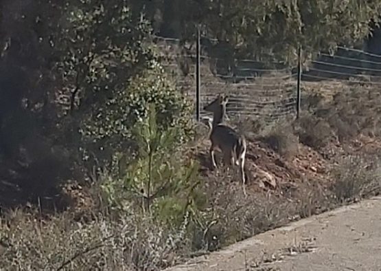 Preguntas al cielo14 1 2022