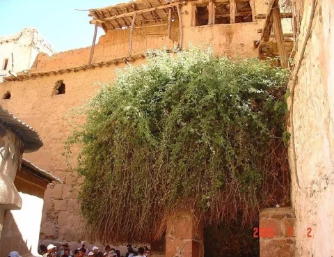 paradoja