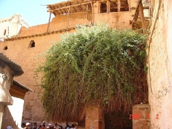 paradoja