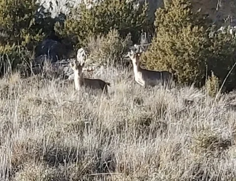 A la luz del sol corzos