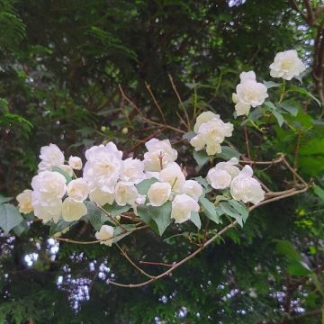 3aetapa Tiempo Cuaresma Viernes Ceniza 2022