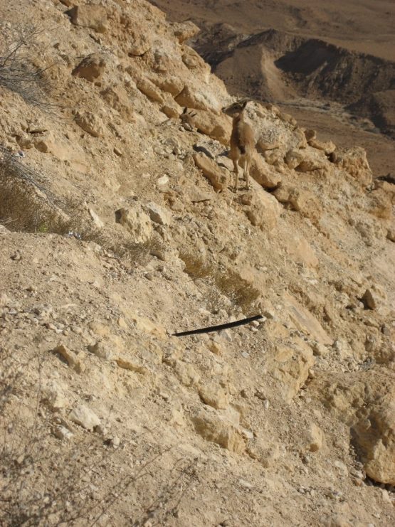 I Domingo Cuaresma 2022