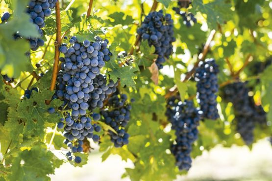 V Miercoles Pascua 2022