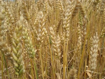 VI Viernes Pascua 2022