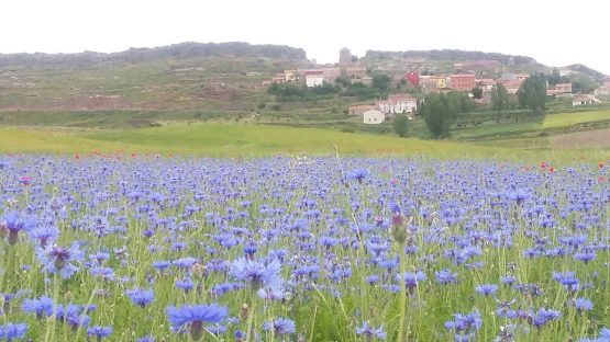 Si reverdece el campo