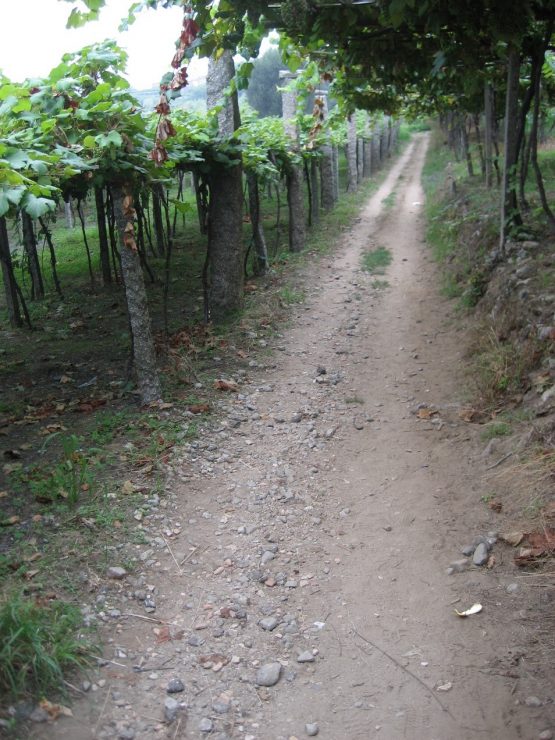 Tiempo Ordinario distinta forma de caminar