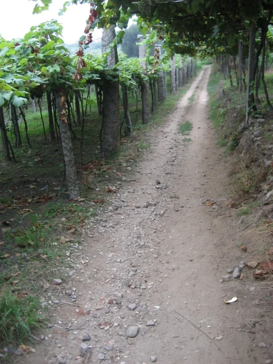 Tiempo Ordinario distinta forma de caminar