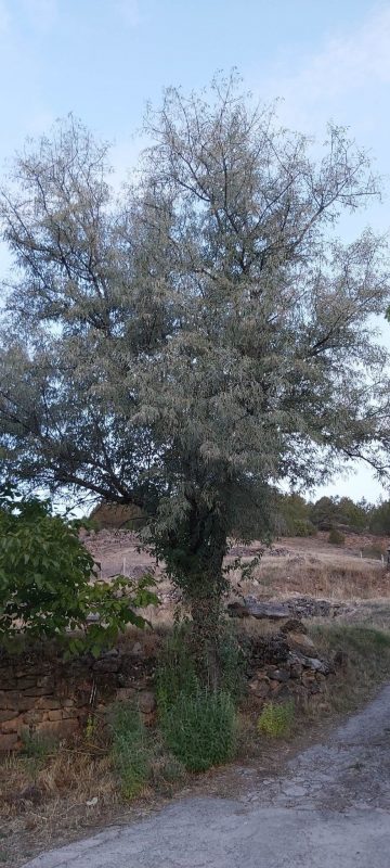 Primer Lunes de Adviento 2022 scaled